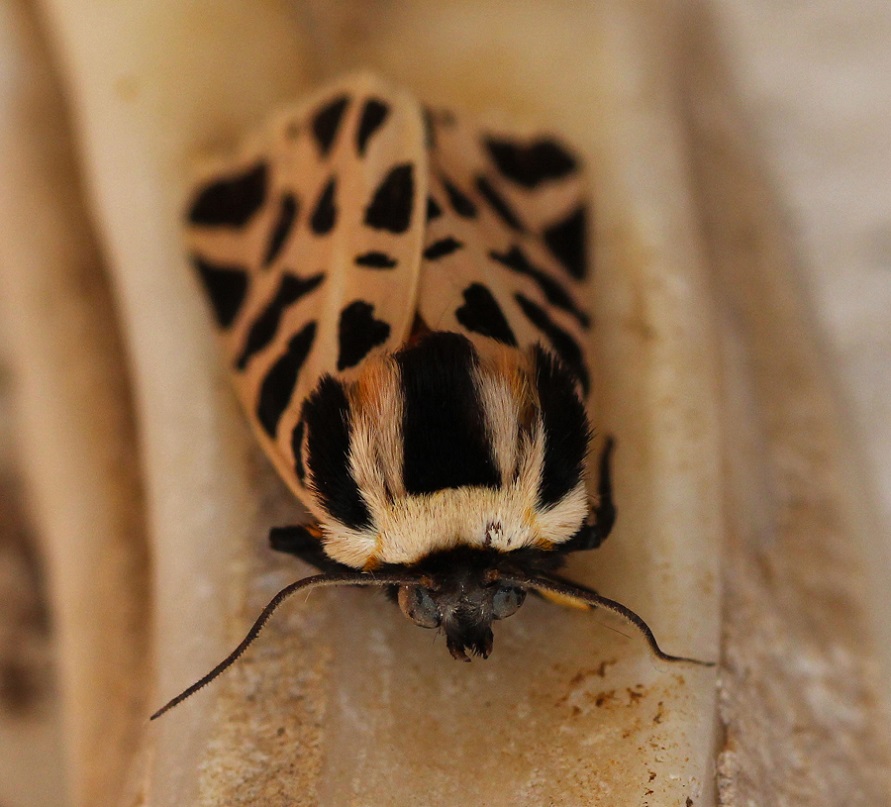 Farfalla da id - Cymbalophora pudica, Erebidae Arctiinae