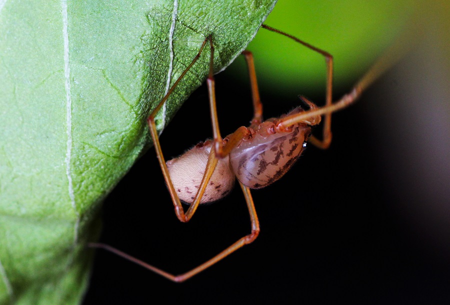 Scytodes sp. - Manfredonia (FG)