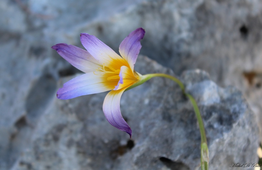 Romulea bulbocodium