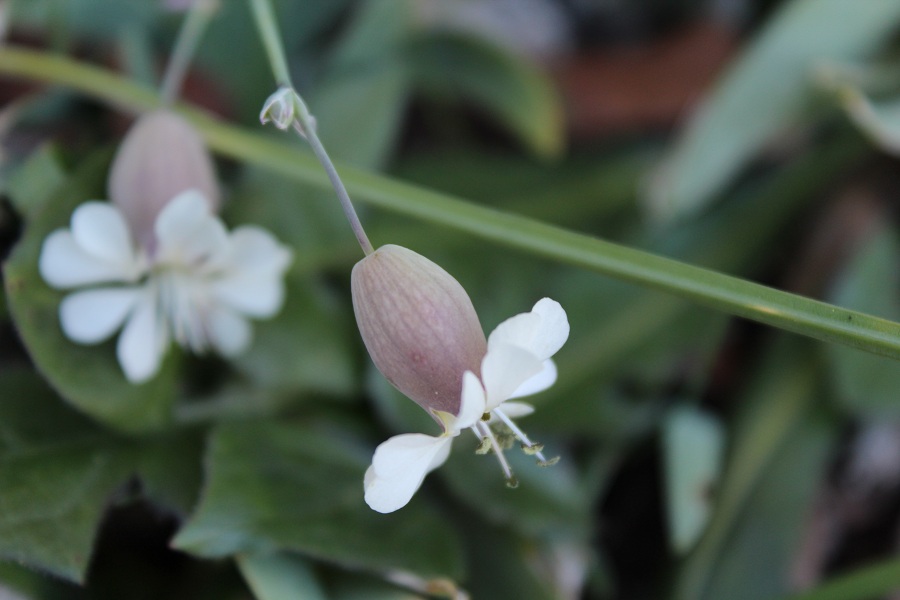 Quale silene? Silene vulgaris