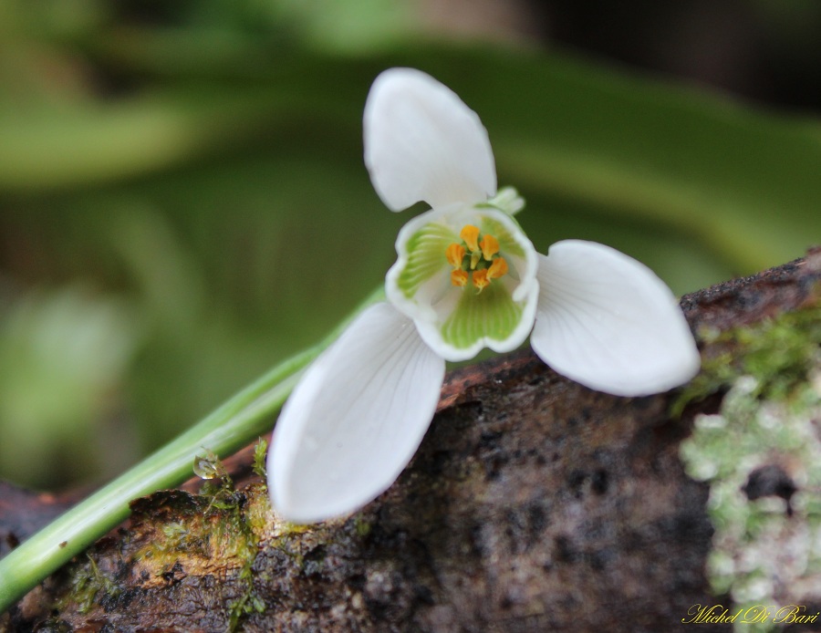 Galanthus nivalis