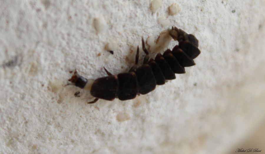 larva di Lampyris noctiluca
