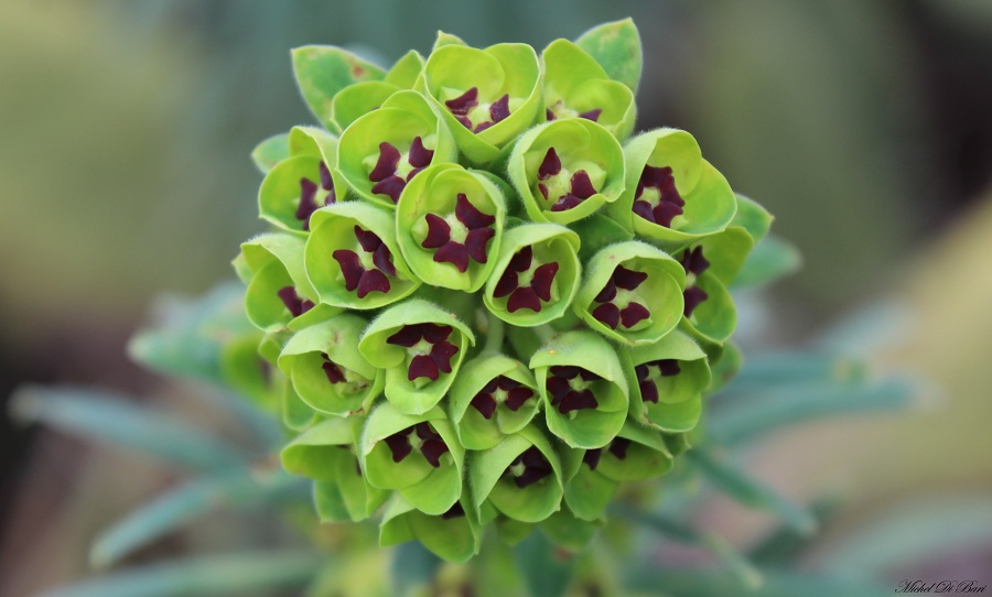 Euphorbia characias