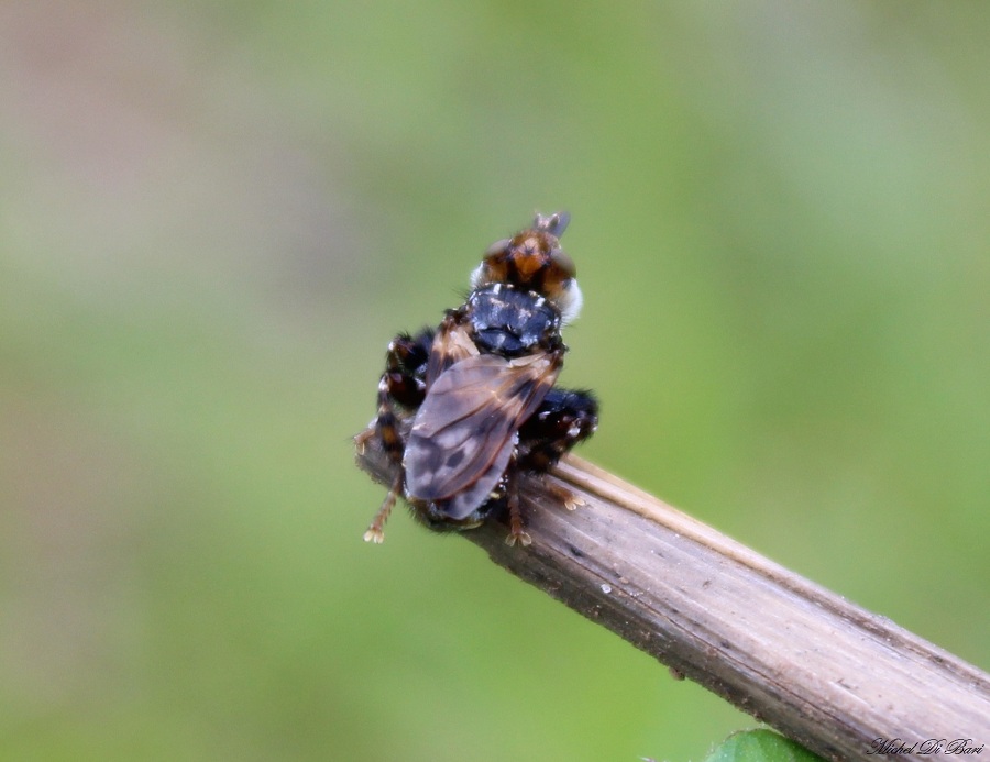 Conopidae: Myopa picta