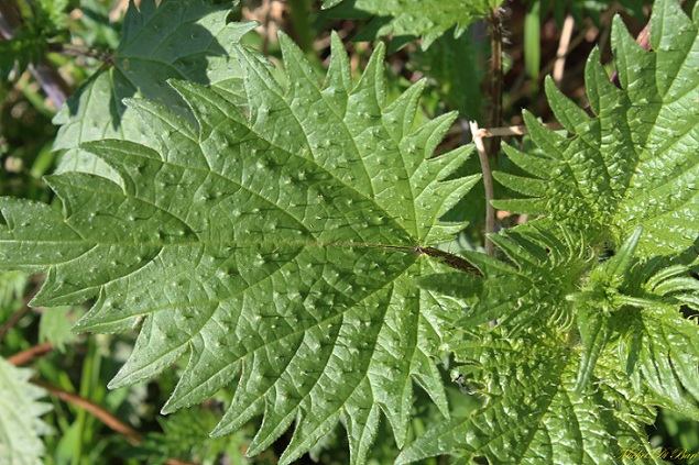 Urtica pilulifera