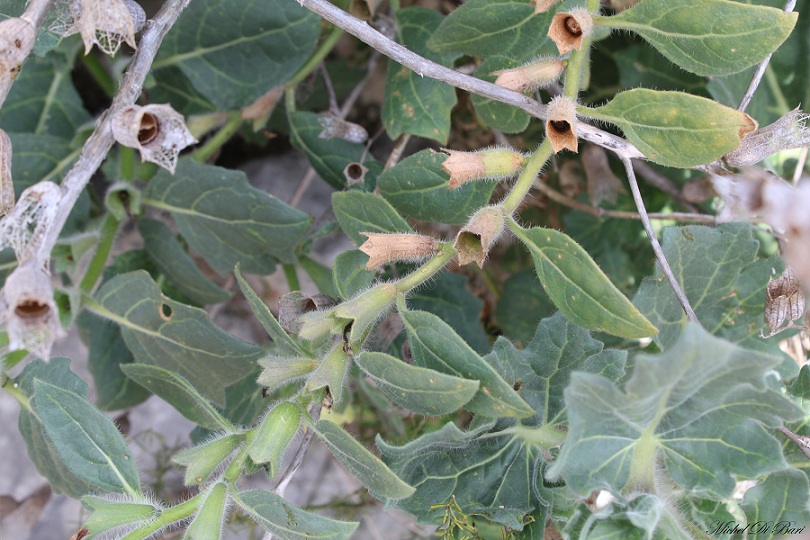 Hyoscyamus albus