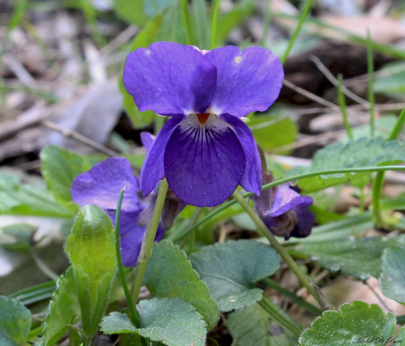 viola alba subsp. dehnhardtii