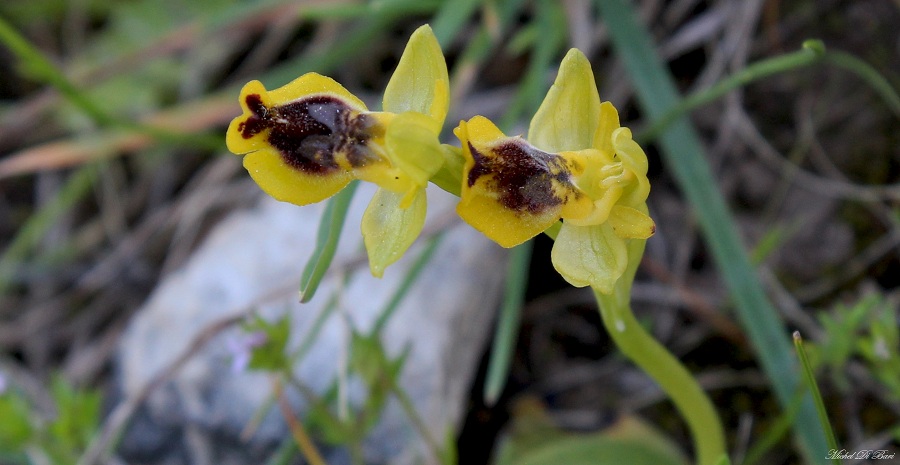 Ophrys da Id