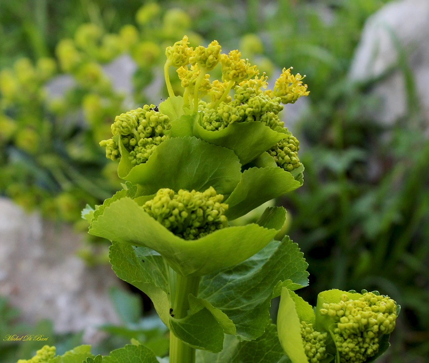 Smyrnium perfoliatum subsp. rotundifolium