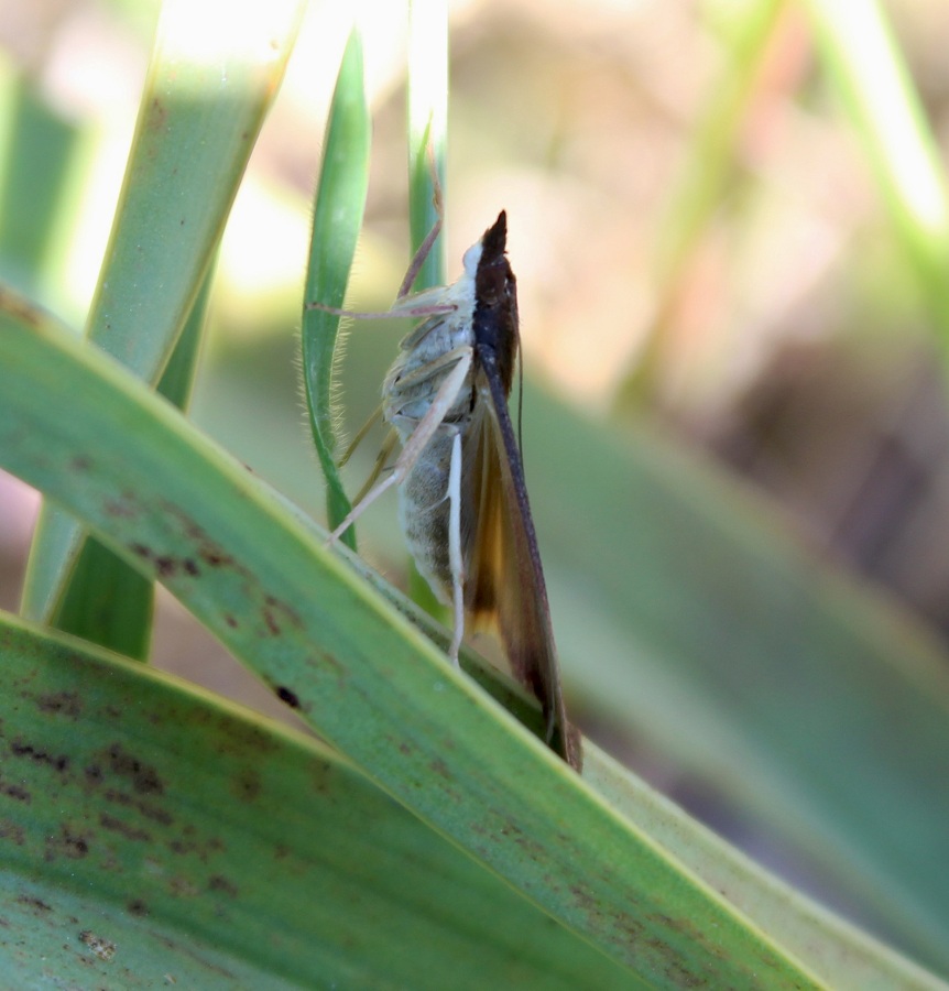 da determinare - Uresiphita gilvata