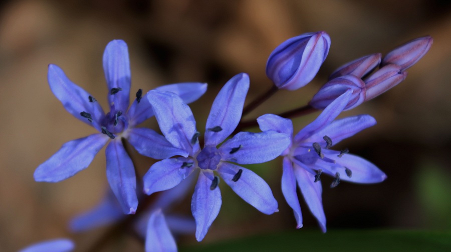 Scilla bifolia