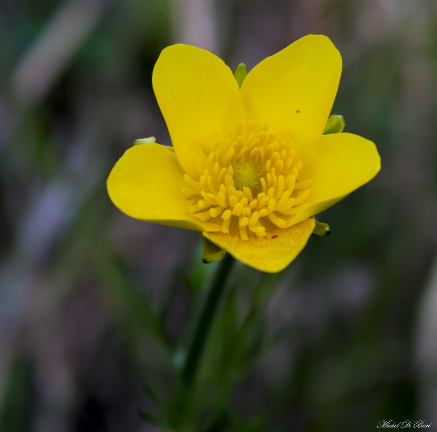 Manfredonia Gargano - Ranunculus millefoliatus