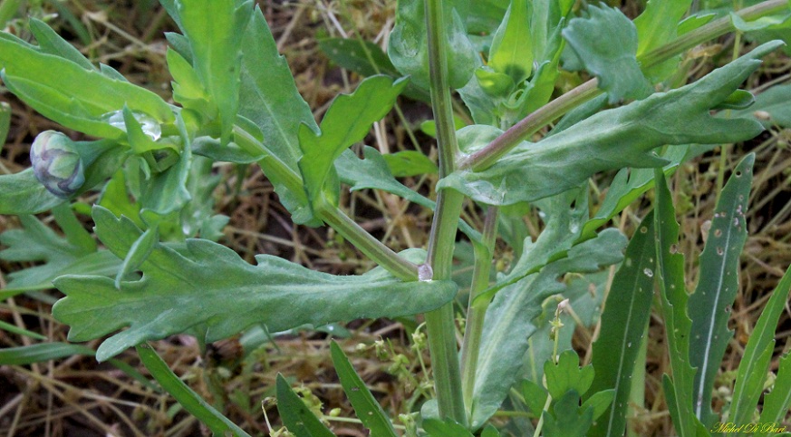 Glebionis segetum / Crisantemo campestre