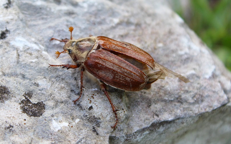 Melolontha pectoralis, femmina.