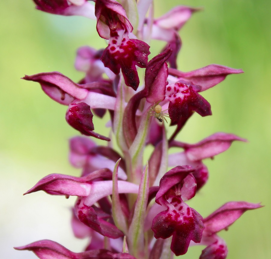 Anacamptis coriophora / Orchide cimicina