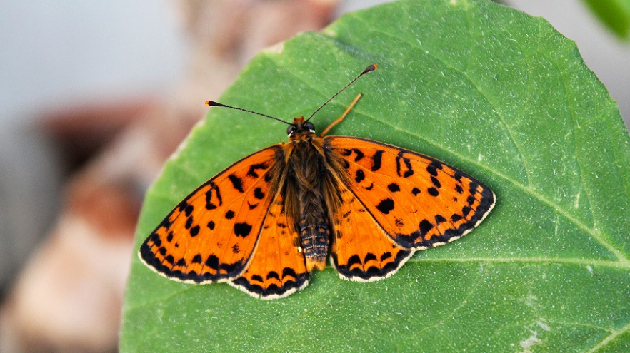 Melitaea didyma