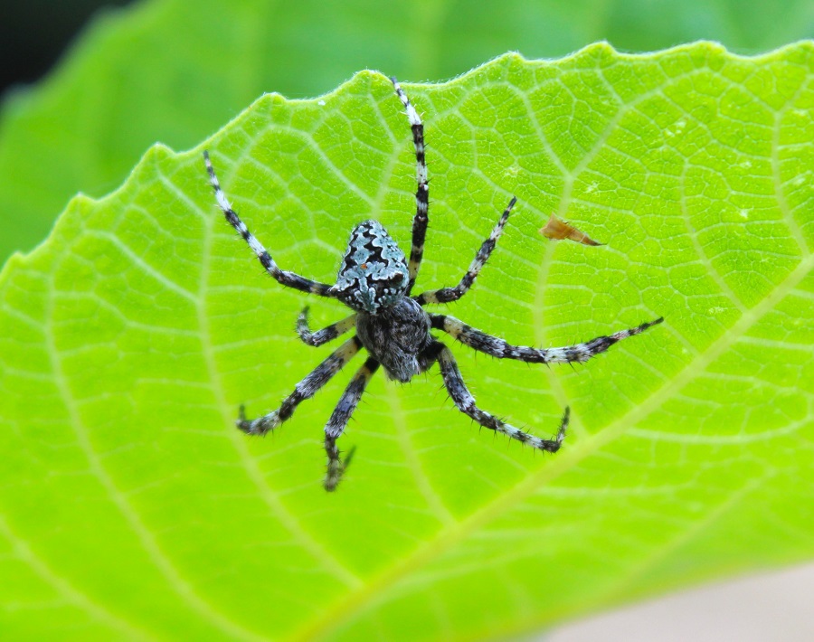 Maschio di Araneus circe - Ruggiano (FG)