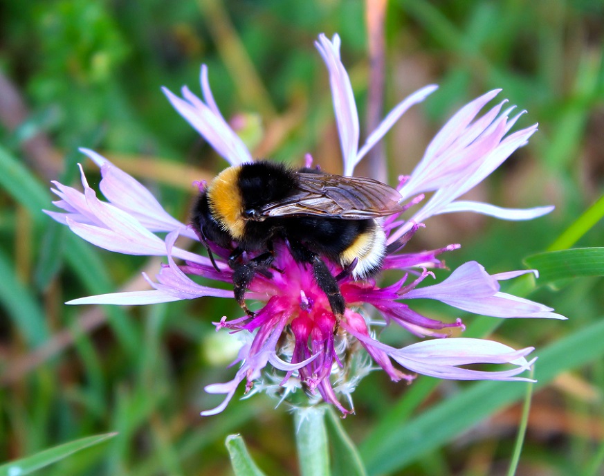 Quale bombo? Bombus (Bombus) sp. e Psithyrus sp. (cfr)