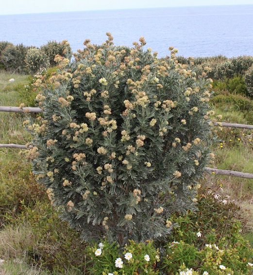 Anthyllis barba-jovis / Vulneraria barba di Giove