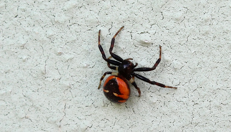 Synema globosum - Manfredonia (FG)