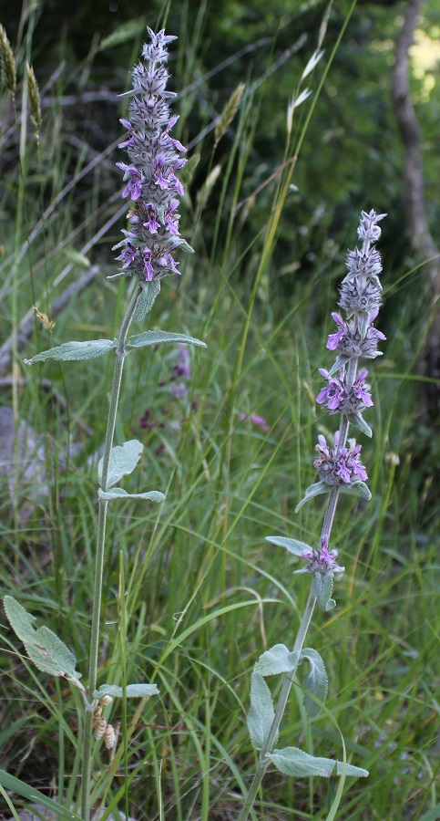 Stachys cretica / Betonica di Creta