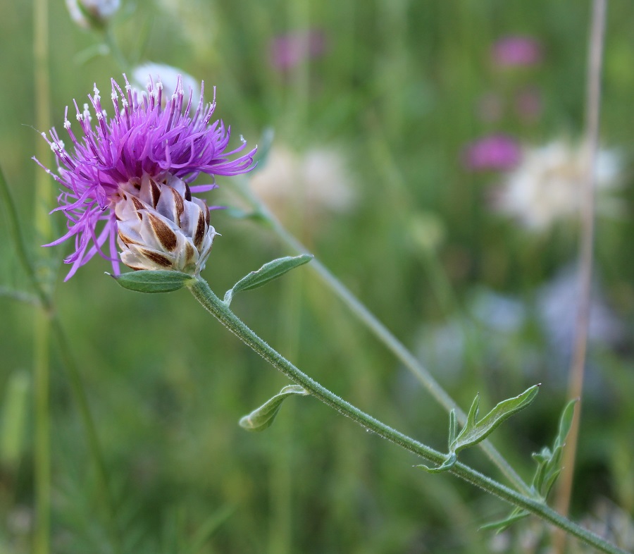 Centaurea deusta / Fiordaliso cicalino