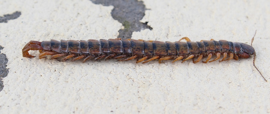 Scolopendra ?