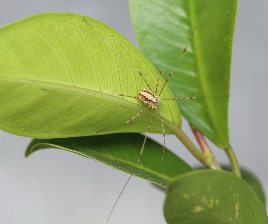 Opilio sp.