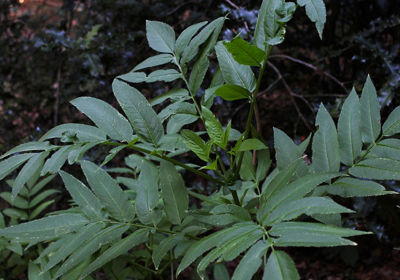 Sambucus ebulus