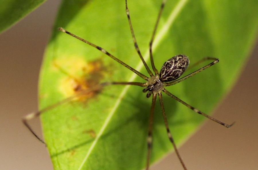 Holocnemus pluchei - Manfredonia Gargano (FG)