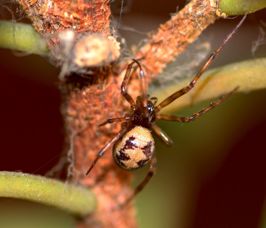 Steatoda triangulosa - Manfredonia Gargano (FG)