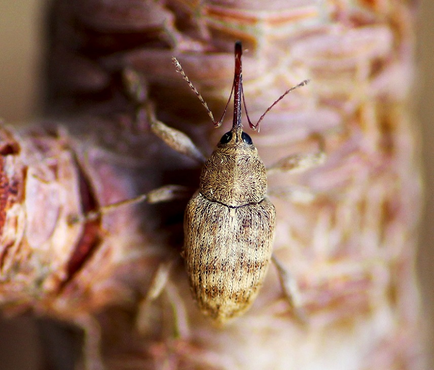 Curculio venosus (cfr.) Curculionidae