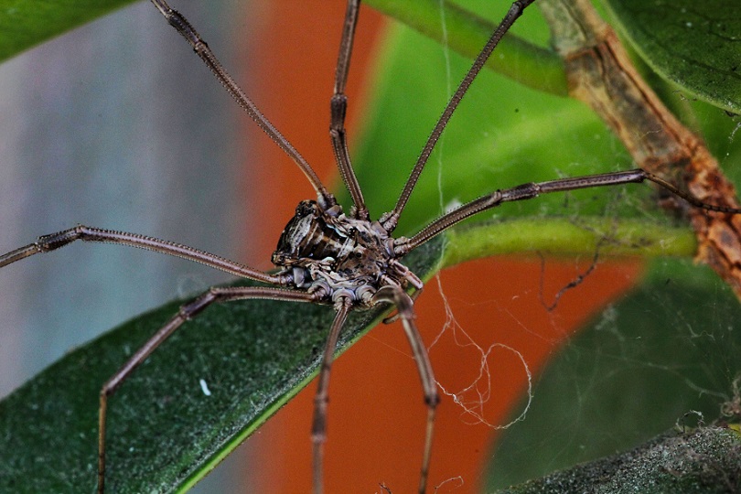 Metaphalangium sp.