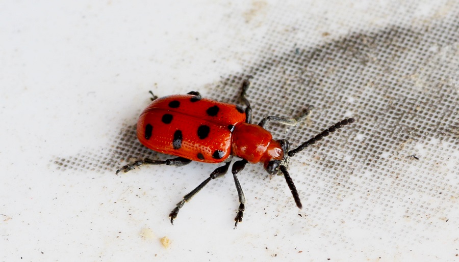 Crioceris duodecimpunctata, Chrysomelidae