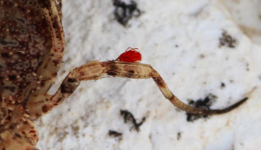 Odiellus cf.  spinosus  (Phalangiidae)