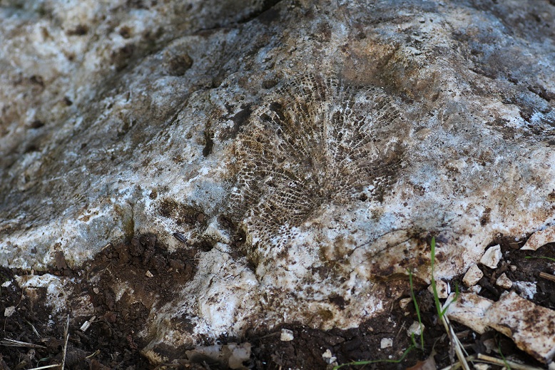 fossile da id