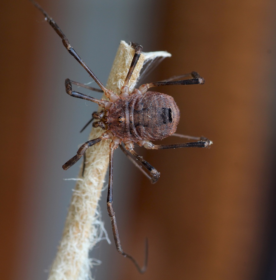Odiellus coronatus (Phalangiidae)