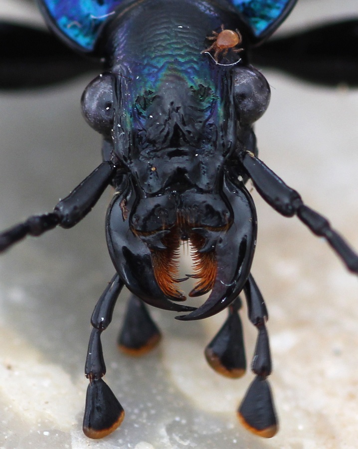 Da determinare - Carabus lefebvrei ssp. bayardi