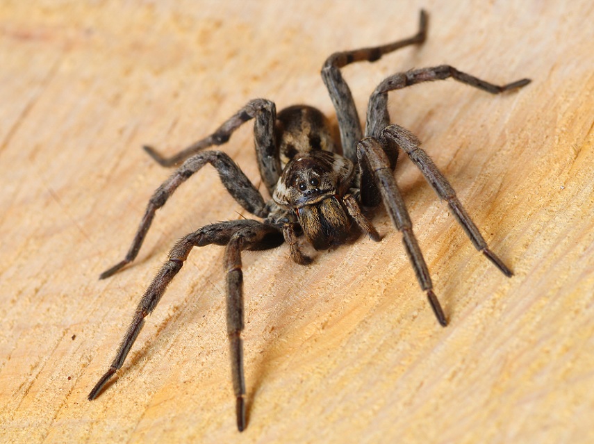 Hogna radiata, da vicino  -  Foresta Umbra Gargano (FG)