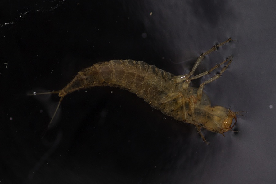 Larva di Dytiscidae: Hydaticus cfr. leander