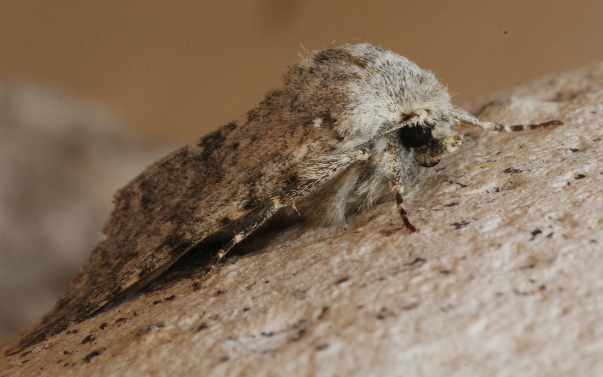 Da determinare - Polymixis (Polymixis) rufocincta, Noctuidae