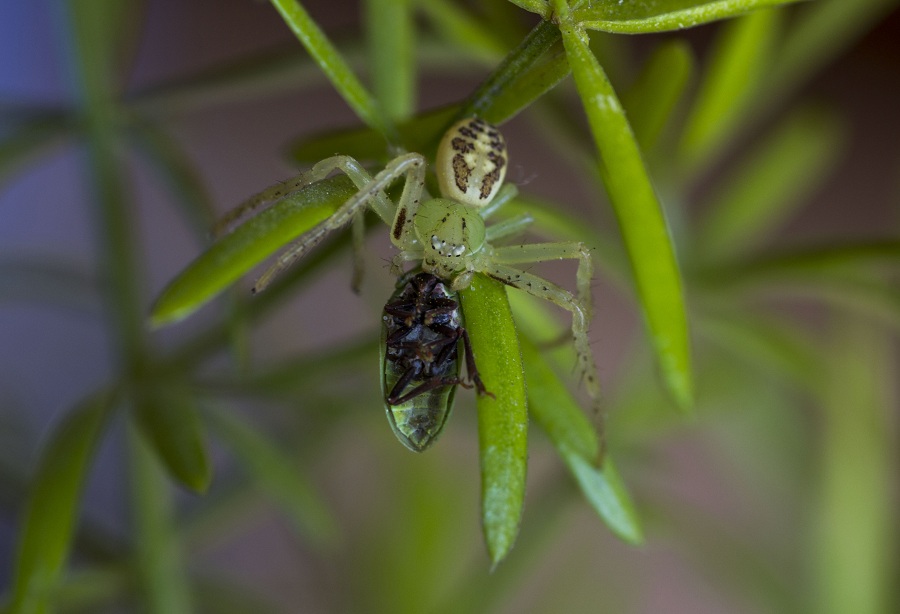 Thomisidae:  Diaea cfr. livens - Manfredonia (FG)