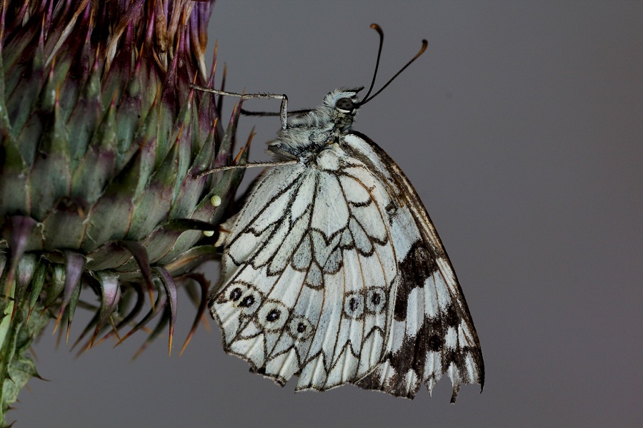 lepidottero da id - Melanargia russiae