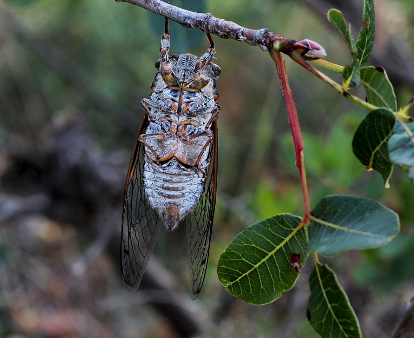 Cicadidae:  Cicada orni e Cicadatra atra (cfr.)