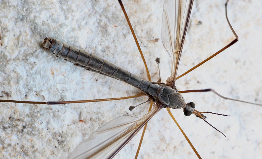 Tipulidae: Tipula sp., maschio