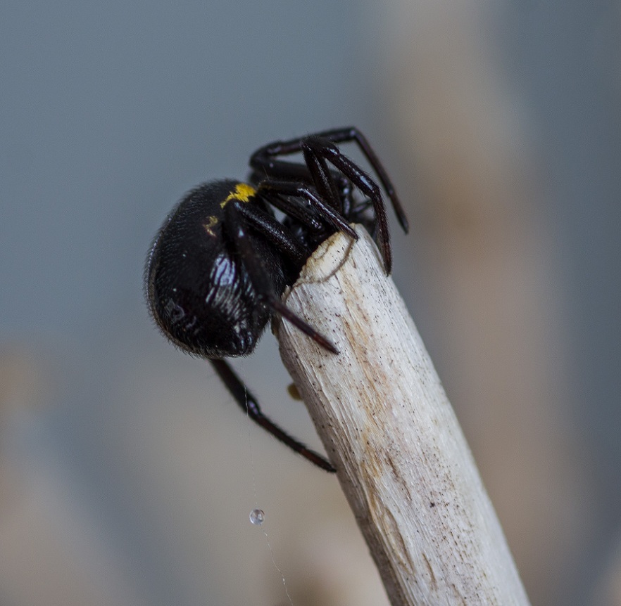 Steatoda paykulliana? S !   -   Monte Castellana S. G. Rotondo Gargano (FG)