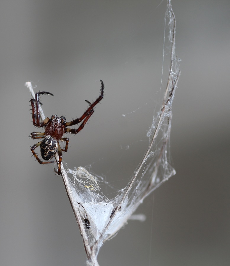 Larinioides cornutus ♂ - Gargano (FG)