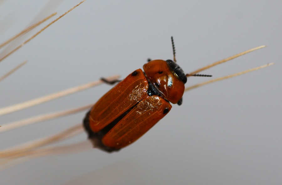 Chrysomelidae:  Tituboea biguttata, femmina
