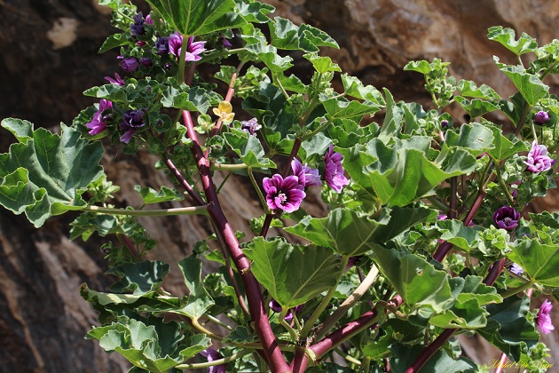 Malva veneta