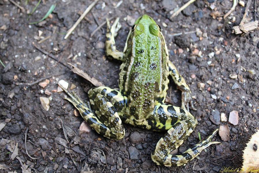 Quale rana? Pelophylax sp. (Gargano)